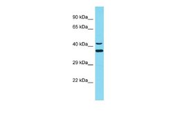 DNAJC18 Rabbit anti-Human, Polyclonal, Novus Biologicals 0.1ml; Unconjugated:Antibodies,